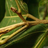 Pityranthe verrucosa Thwaites